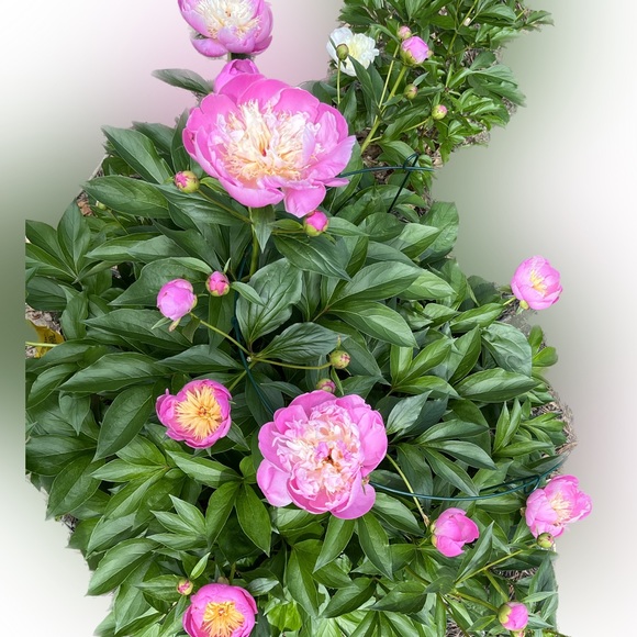 Meet your Posher, Flo - Picture 10 of 13